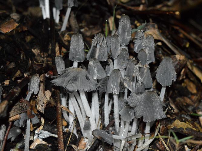 Coprinus lagopus © Maude Bakker