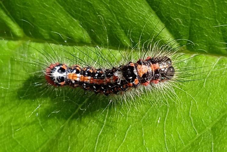 Le Trident (Acronicta tridens), chenille © Frédéric Hingue