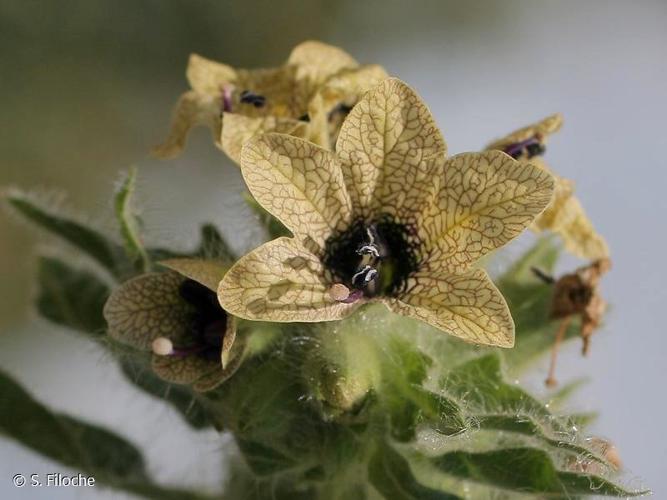 Jusquiame noire (Hyoscyamus niger) © S. Filoche