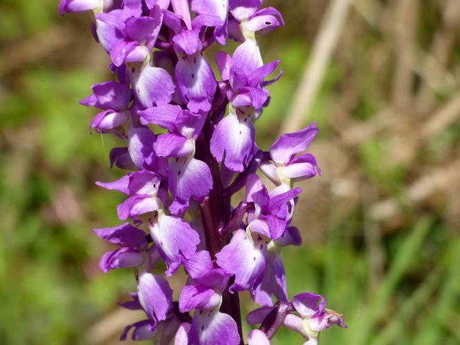 Orchis mâle (Orchis mascula) © Morvan Debroize