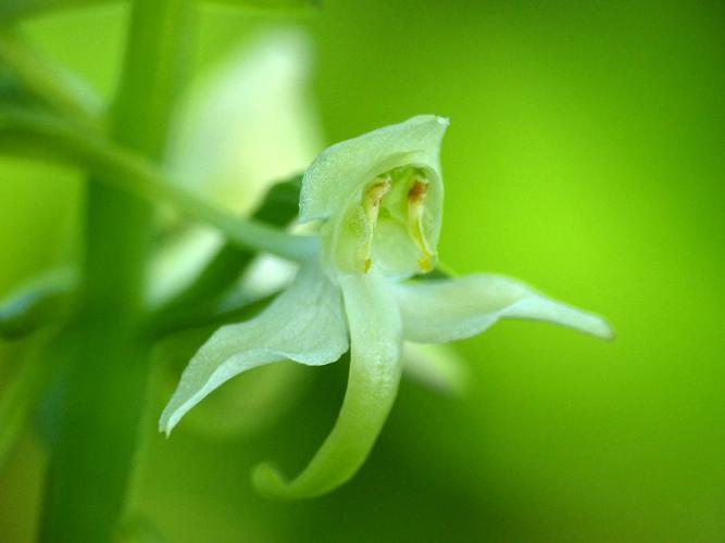 Orchis verdâtre (Platanthera chlorantha) © Morvan Debroize