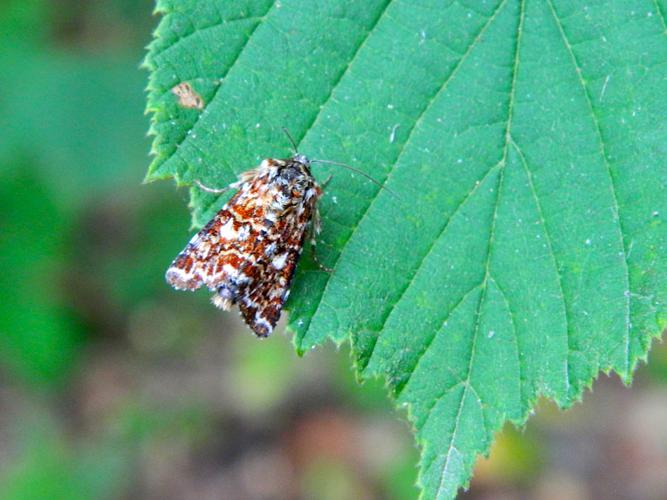 Noctuelle de la Myrtille (Anarta myrtilli) © Morvan Debroize