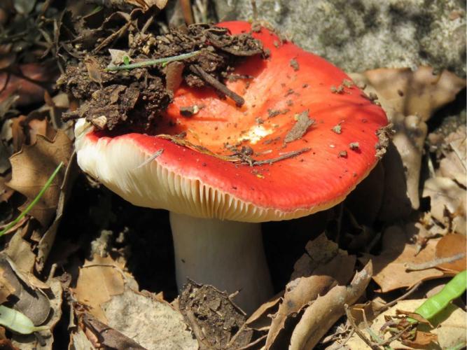 Russule maculée (Russula maculata) © Cristobal Jimenez