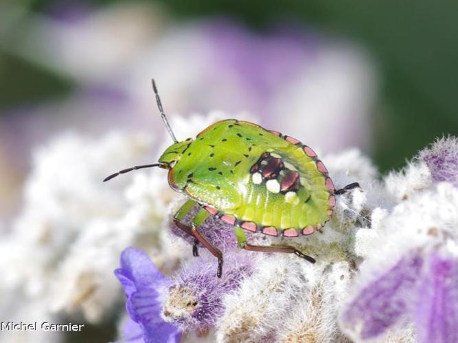 Punaise verte ponctuée (Nezara viridula) © Michel Garnier