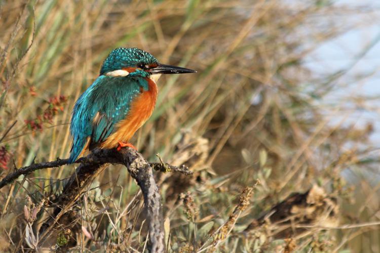 Martin-pêcheur d'Europe (Alcedo athis) - Mâle © Rémi Jardin