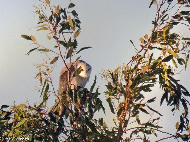 Élanion blanc (Elanus caeruleus) © S. Wroza