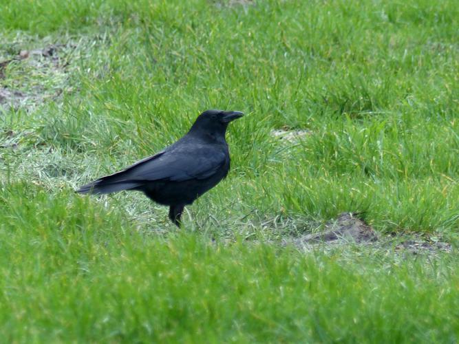 Corneille noire (Corvus corone) © Morvan Debroize