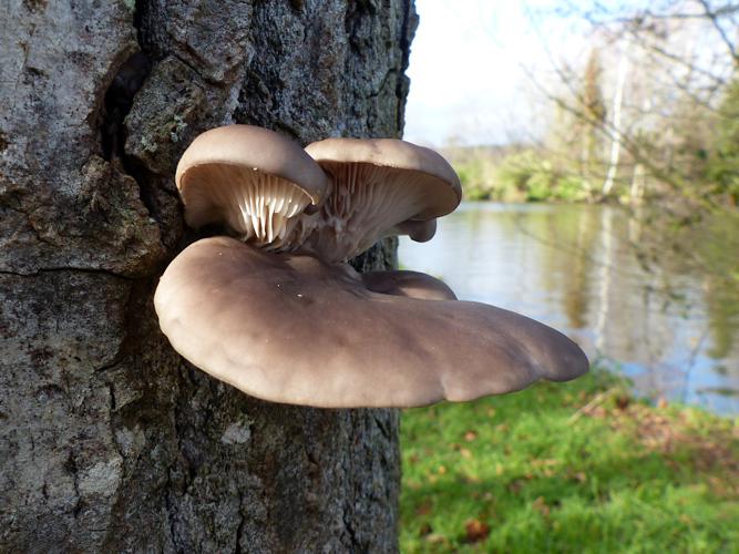 Pleurote en huître (Pleurotus ostreatus) © Morvan Debroize