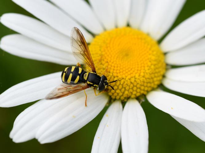 Chrysotoxum vernale © Sylvain Paillard