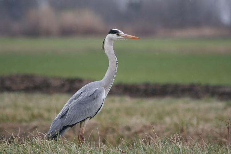 Héron cendré (Ardea cinerea) - Adulte © Rémi Jardin