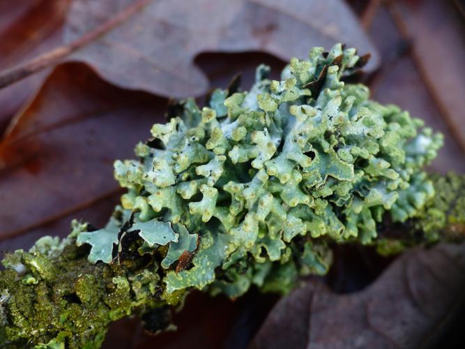 Hypogymnia tubulosa © Morvan Debroize