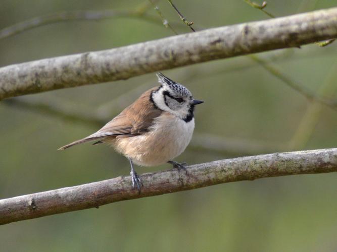 Mésange huppée (Parus cristatus) © Maude Bakker