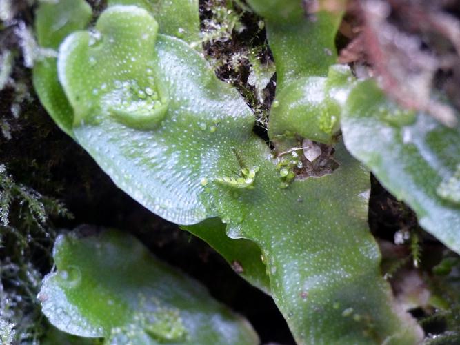 Lunulaire (Lunularia cruciata) © Morvan Debroize