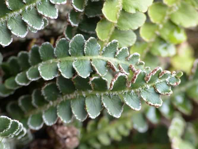 Asplenium cétérac (Asplenium ceterach) © Morvan Debroize