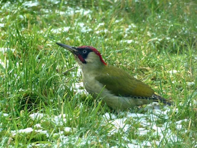 Pic vert (Picus viridis), mâle © Morvan Debroize