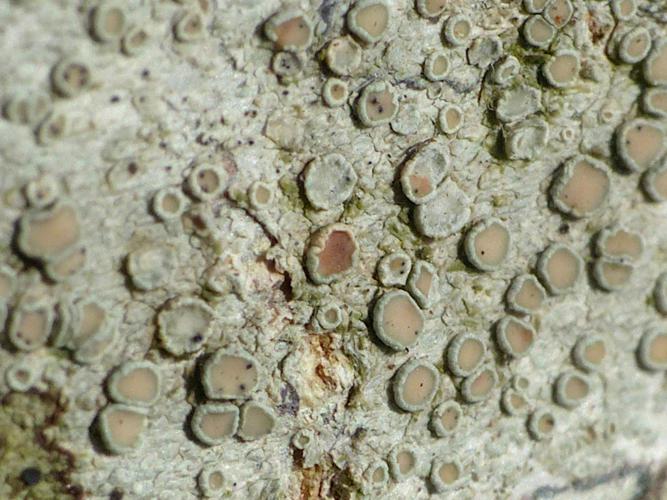 Vouauxiella lichenicola : points noirs sur apothécies de Lecanora © Morvan Debroize