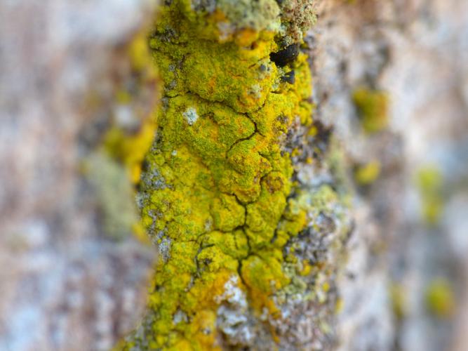 Chrysothrix candelaris © Morvan Debroize