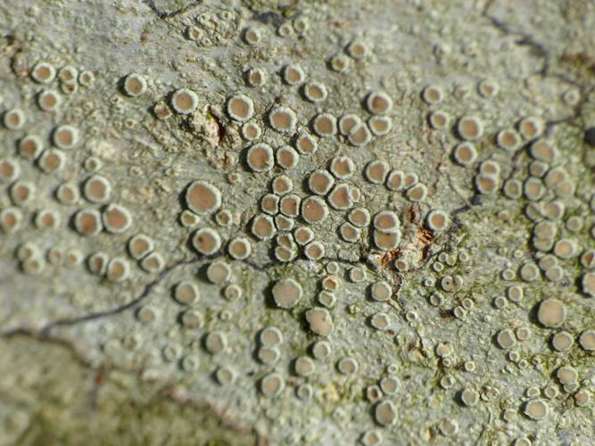 Lecanora chlarotera © Morvan Debroize