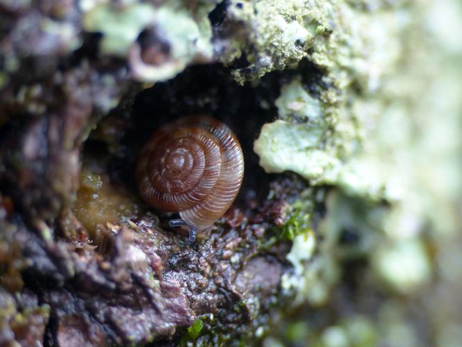 Bouton commun (Discus rotundatus) © Morvan Debroize