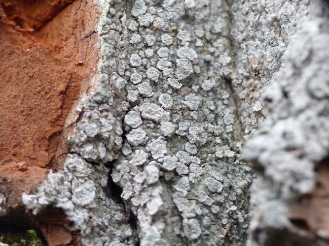 Pertusaria albescens © Morvan Debroize