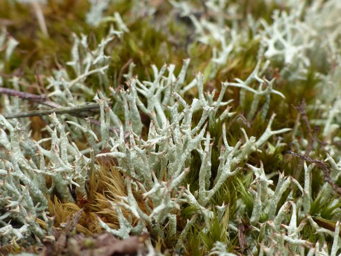 Cladonia uncialis © Morvan Debroize