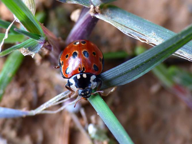 Coccinelle ocellé (Anatis ocellata) © Morvan Debroize