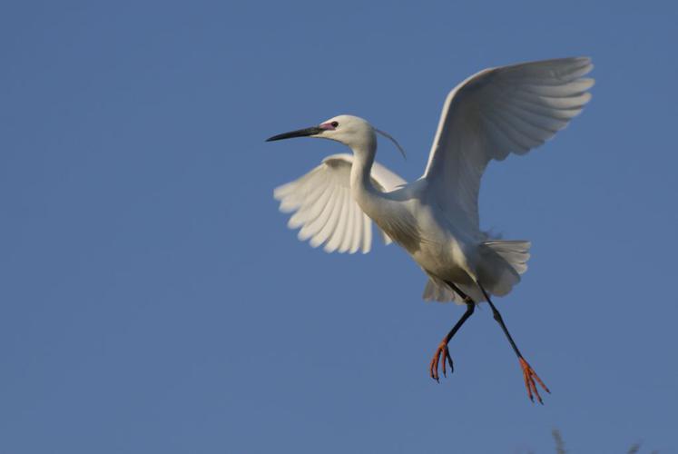 Aigrette garzette (Egretta garzetta) © Rémi Jardin