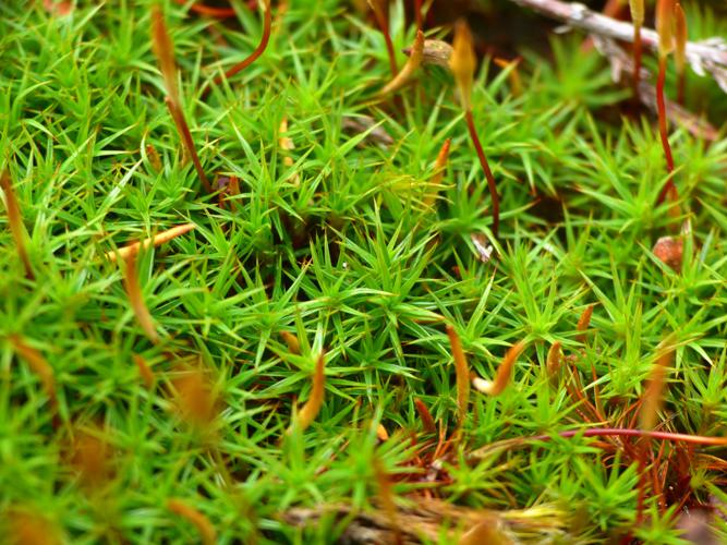 Polytrichum juniperinum © Morvan Debroize