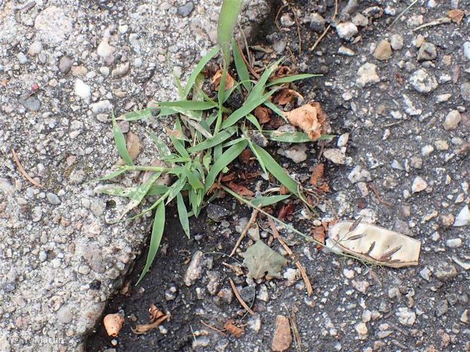 Éragrostis faux-pâturin (Eragrostis minor) © Y. MARTIN