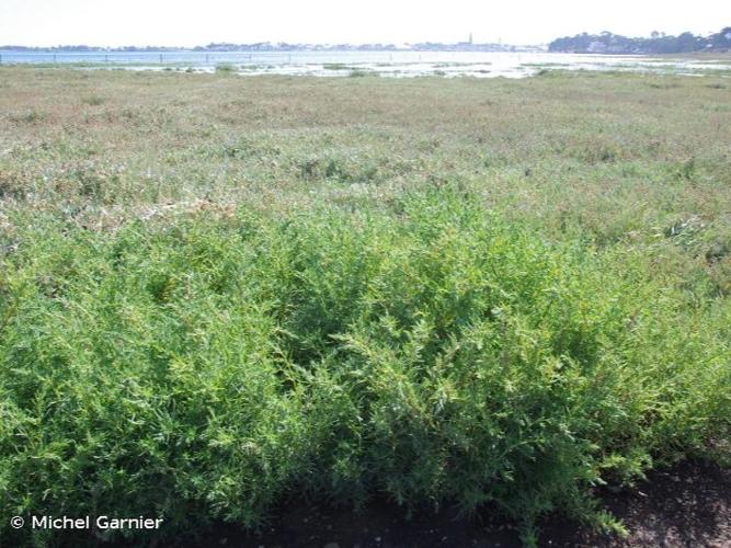 Soude maritime (Suaeda maritima) © Michel Garnier