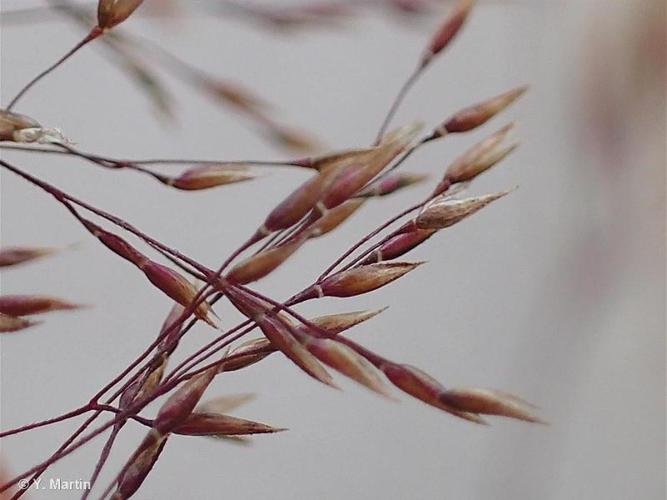 Agrostide géant (Agrostis gigantea) © Y. MARTIN