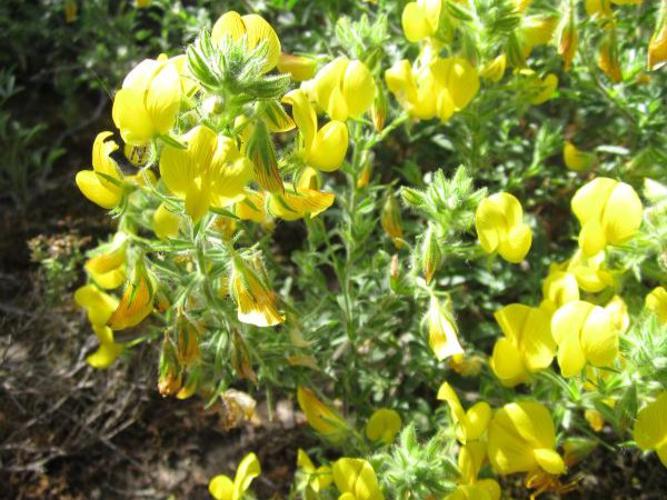 Bugrane jaune (Ononis natrix) © P. Rouveyrol