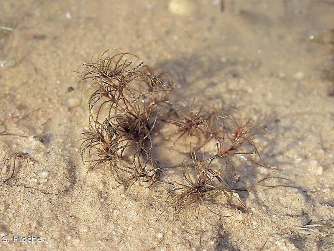 Naïade mineure (Najas minor) © S. Filoche