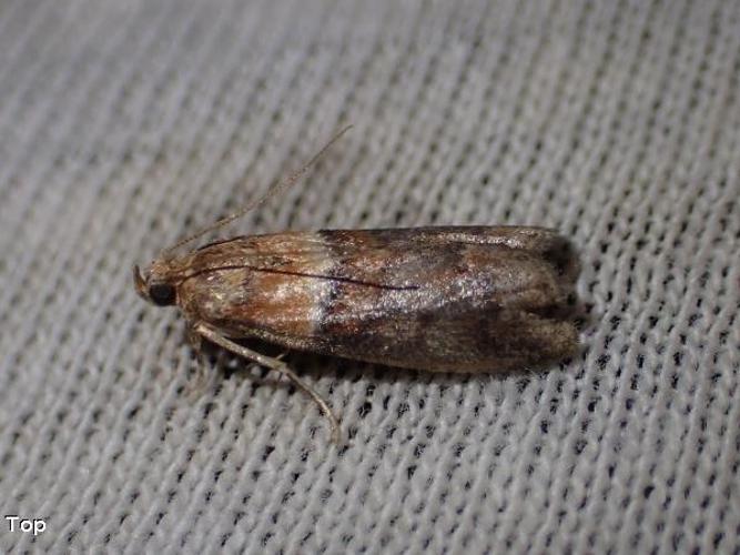 Acrobasis repandana © D. Top