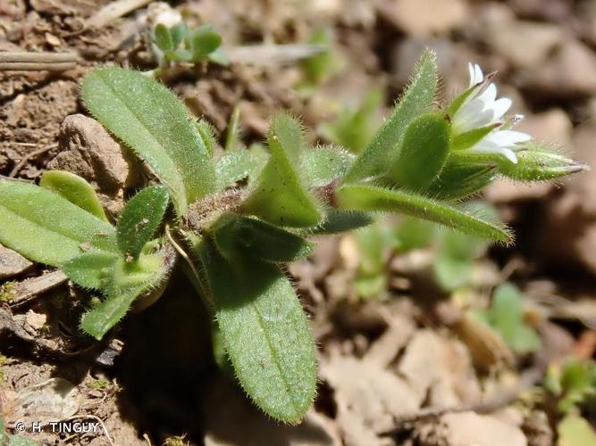 Céraiste pâle (Cerastium glutinosum) © H. TINGUY