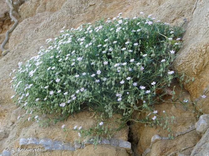 Spergulaire des rochers (Spergula rupicola) © P. Rouveyrol