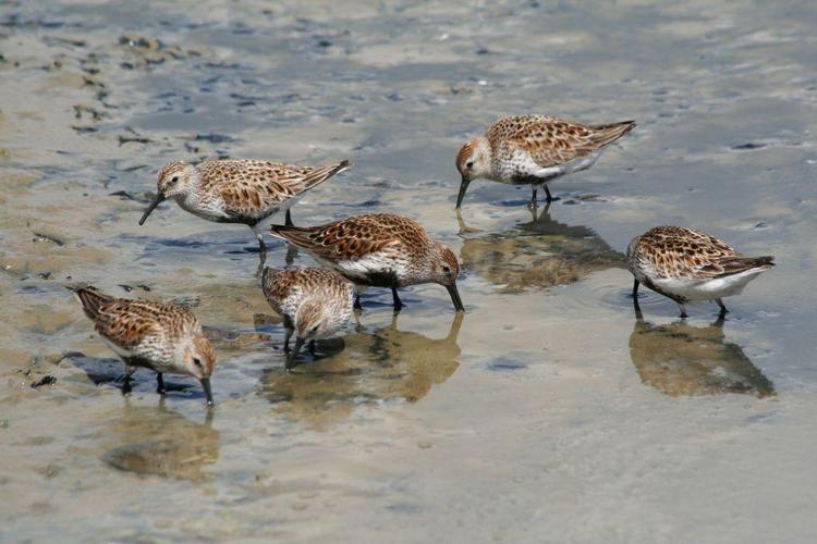 Bécasseau variable (Calidris alpina) © Rémi Jardin