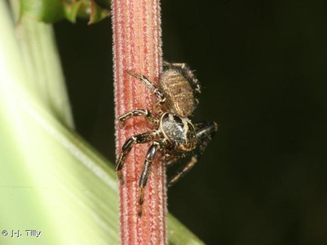 Xysticus kempeleni © J-J. Tilly