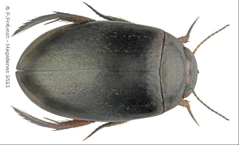 Agabus bipustulatus © P.Prévost