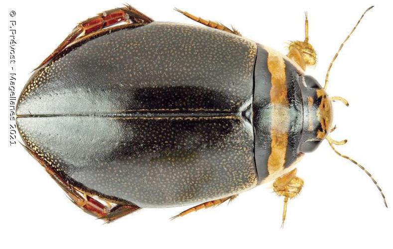 Graphoderus cinereus © P.Prévost