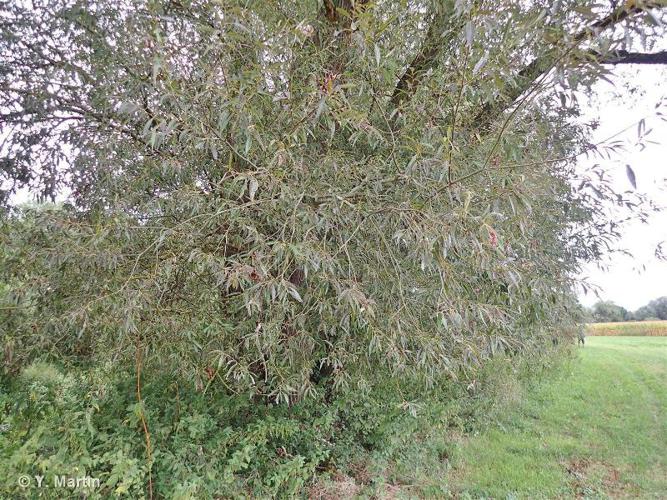 Osier jaune (Salix x rubens) © Y. MARTIN