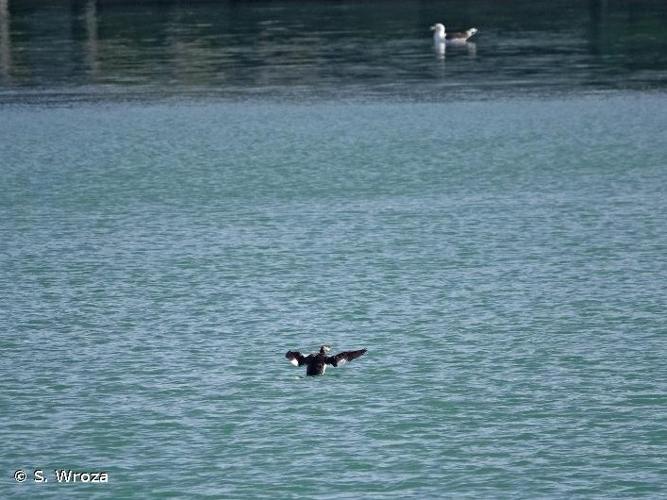 Grèbe jougris (Podiceps grisegena) © S. Wroza