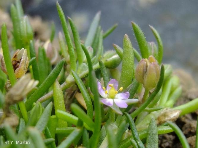 Spergulaire du sel (Spergula marina) © Y. MARTIN