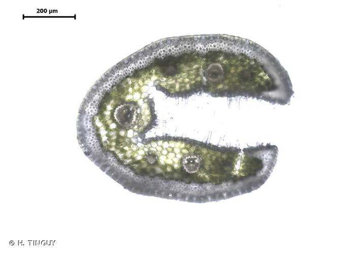 Fétuque glauque (Festuca glauca) © H. TINGUY