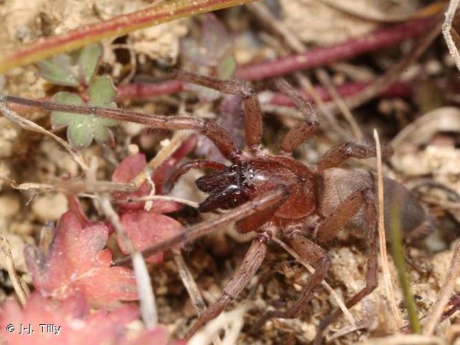 Drassode lapidicole (Drassodes lapidosus) © J-J. Tilly