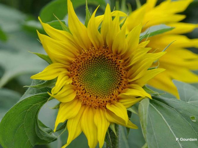 Tournesol (Helianthus annuus) © P. Gourdain