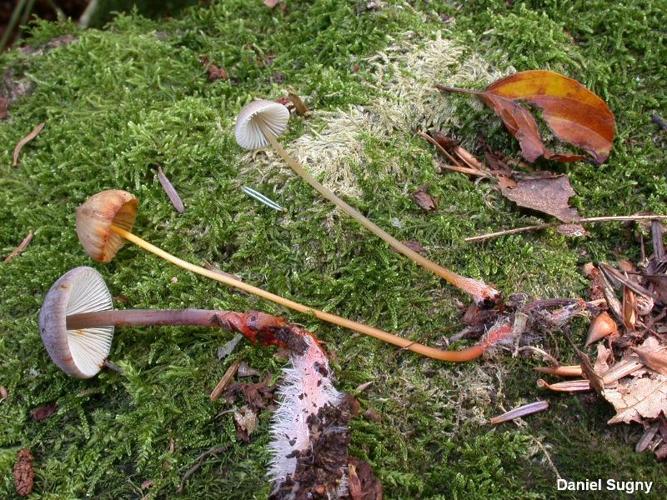 Mycène dorée (Mycena crocata) © D. Sugny