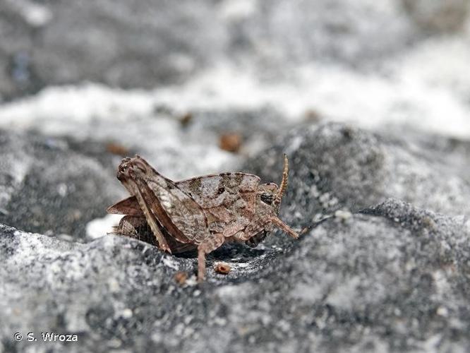 Tétrix calcicole (Tetrix bipunctata) © S. Wroza