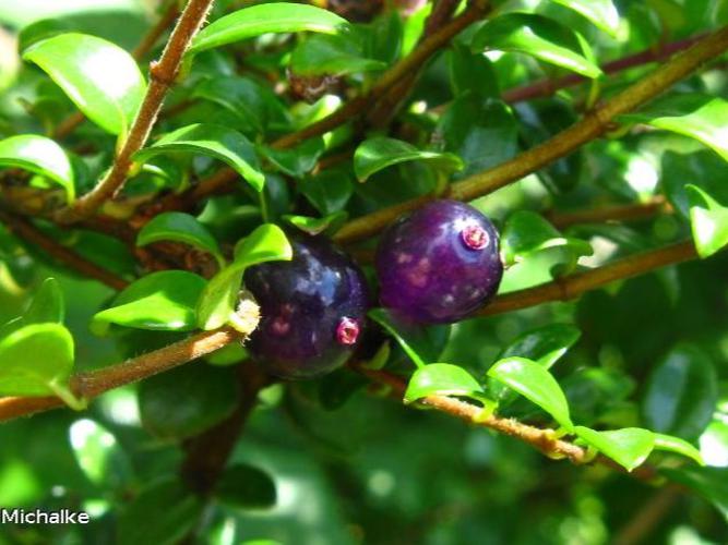 Chèvrefeuille (Lonicera nitida) © F. Michalke