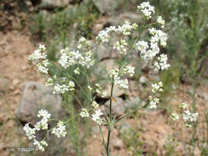 Gaillet glauque (Galium glaucum) © H. TINGUY